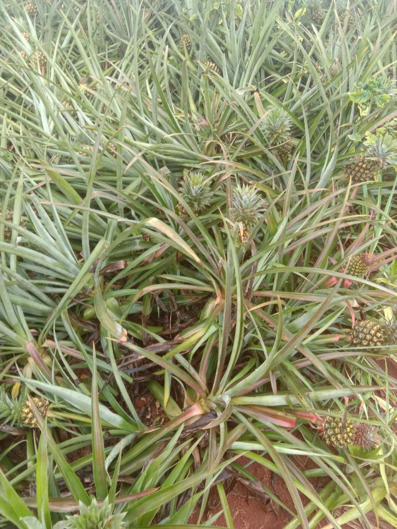小菠萝