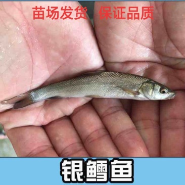 大鳞鲃淡水银鳕鱼