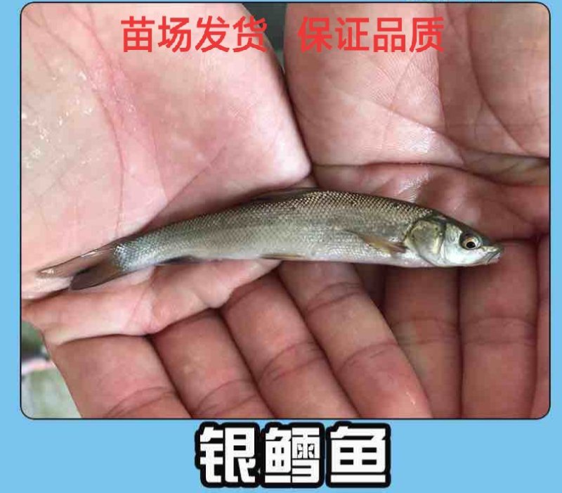 大鳞鲃淡水银鳕鱼