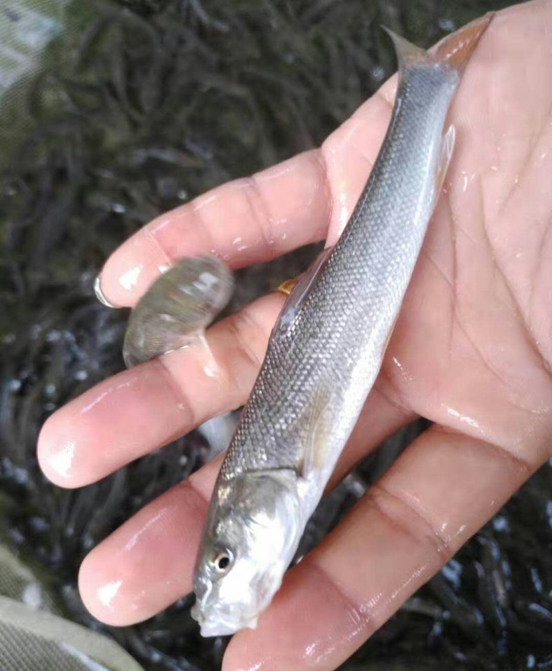 大鳞鲃淡水银鳕鱼