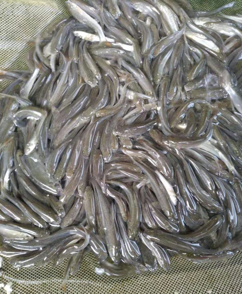 大鳞鲃淡水银鳕鱼