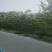 造型金叶榆：乔灌木，绿化工程苗木
