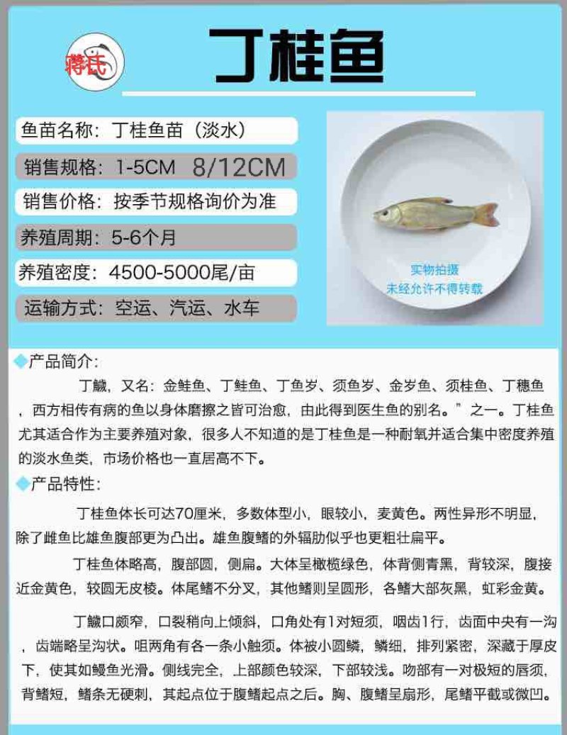 丁桂鱼苗