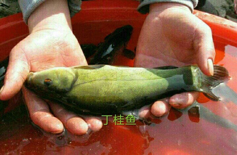 丁桂鱼苗