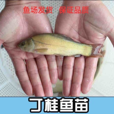 丁桂鱼苗