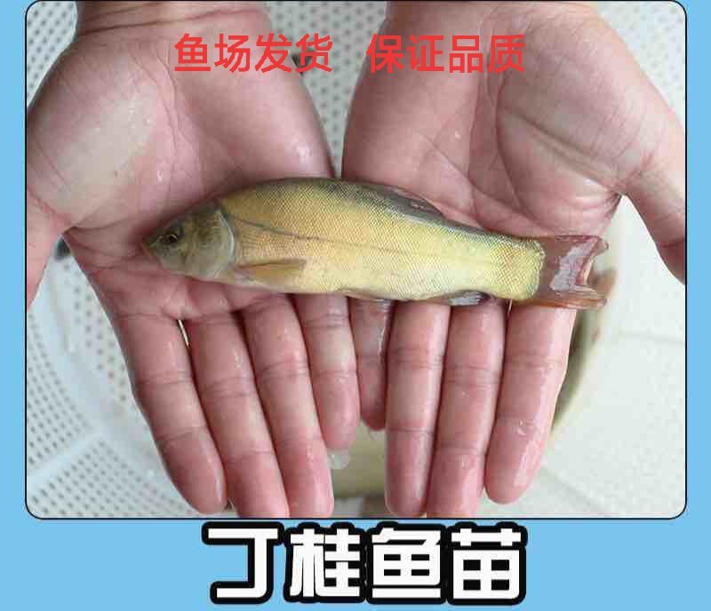 丁桂鱼苗