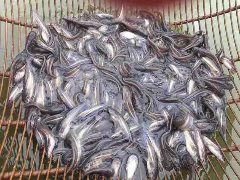 大口鲶苗苗鲶鱼