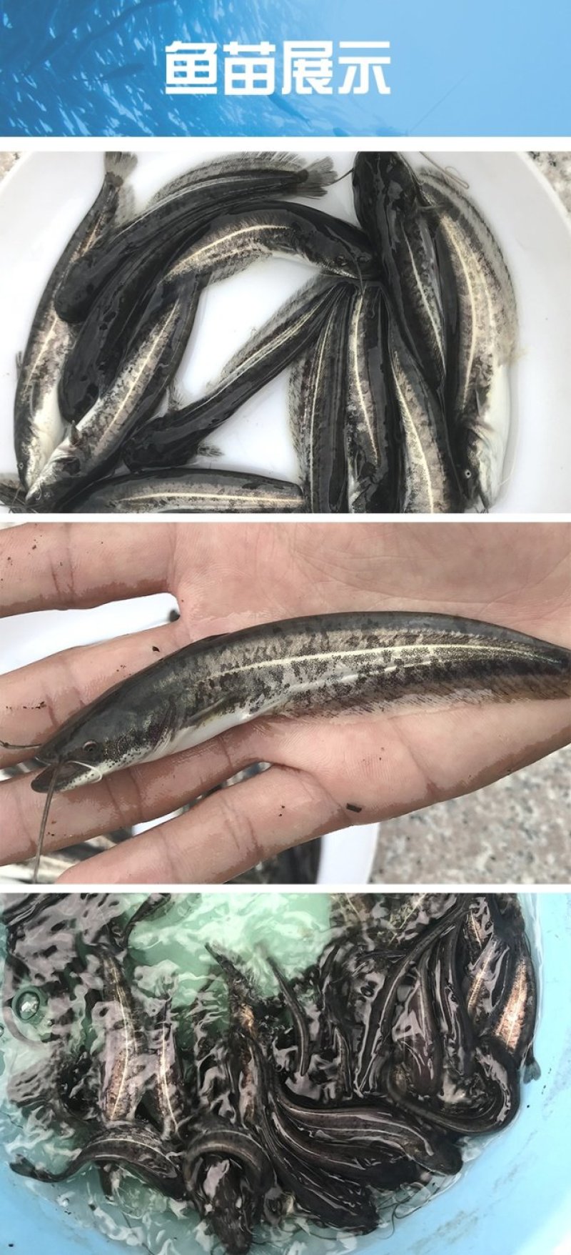 大口鲶苗苗鲶鱼