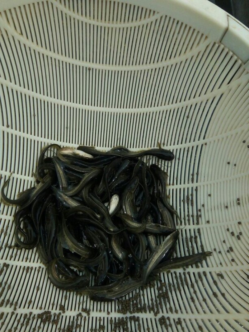 大口鲶苗苗鲶鱼