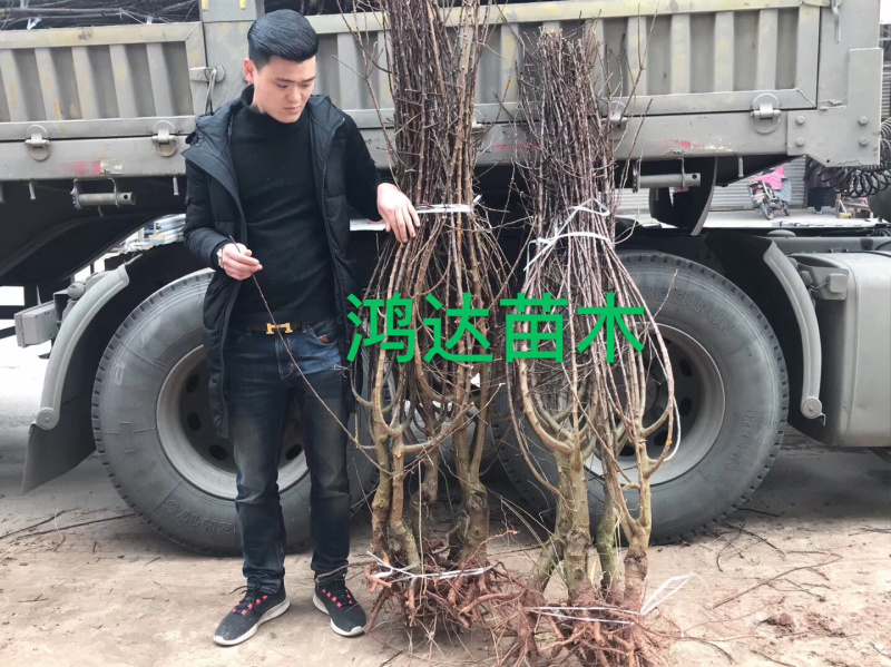 【基地直供】四川李子树苗.青脆李树苗.蜂糖李子苗