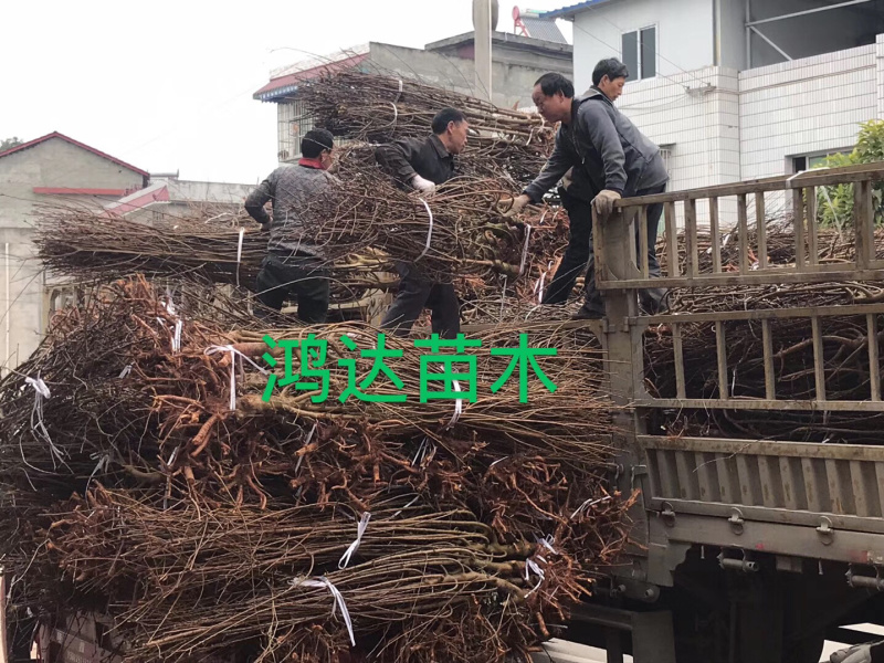 【基地直供】四川李子树苗.青脆李树苗.蜂糖李子苗