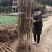 【基地直供】四川李子树苗.青脆李树苗.蜂糖李子苗
