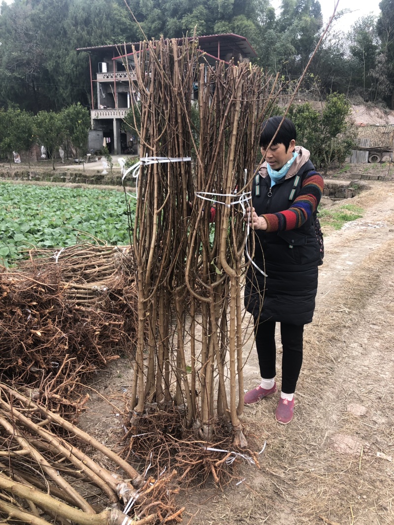 【基地直供】四川李子树苗.青脆李树苗.蜂糖李子苗