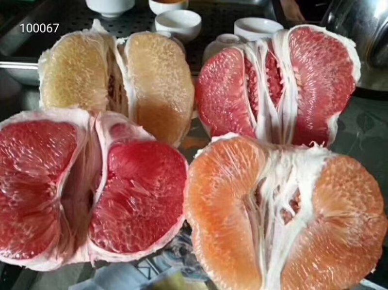 福建红心柚