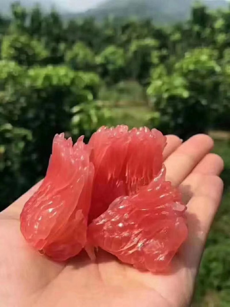 福建红心柚