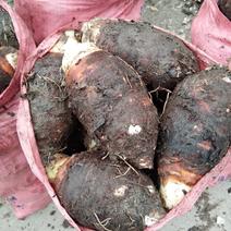 槟榔芋…临武县舜溪香芋，以粉糯而名天下，产地直发，