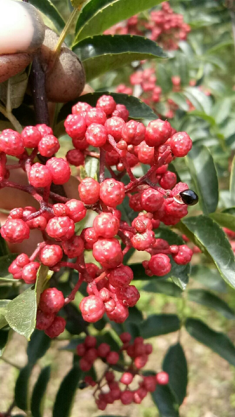 汉源花椒，贡椒。有1千多年上贡历史，味纯正，麻香味充足