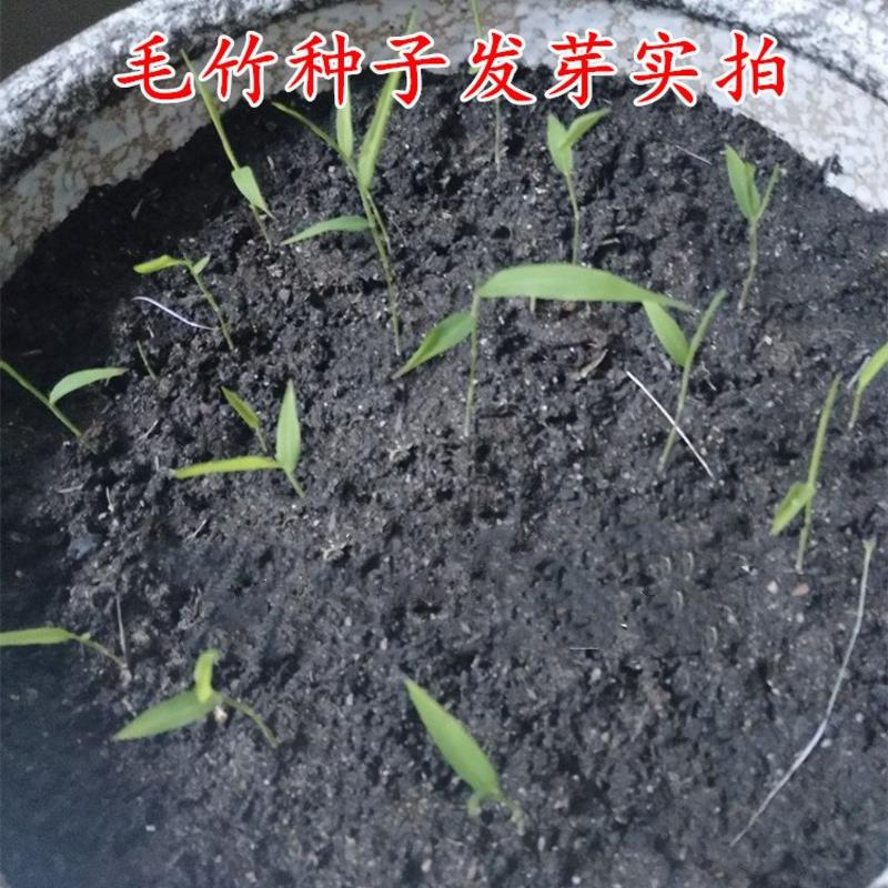 新采摘大型毛竹种子生长快江南竹茅竹楠竹黄竹食用竹笋竹子种