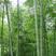 新采摘大型毛竹种子生长快江南竹茅竹楠竹黄竹食用竹笋竹子种