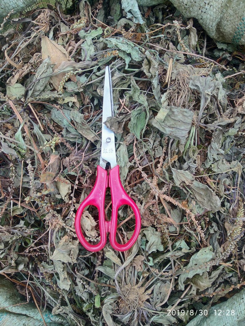 贵州铜仁野生无硫全草中药材车前草水洗干货蛤蟆草产地直销