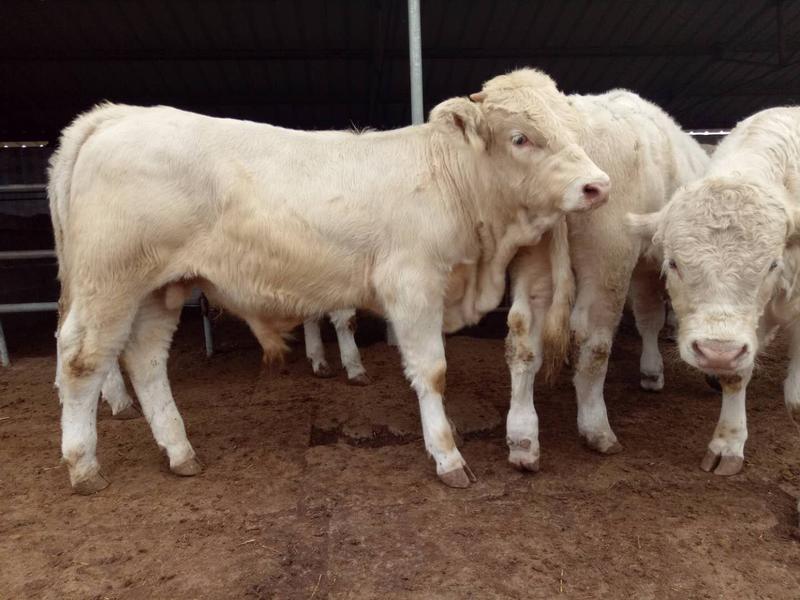 夏洛莱牛肉牛一月长100斤以上包成活包长势包回收
