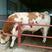夏洛莱牛肉牛一月长100斤以上包成活包长势包回收