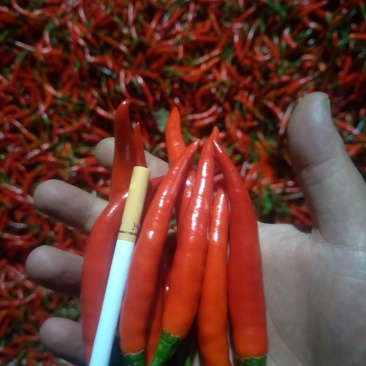 精品朝天椒小米辣