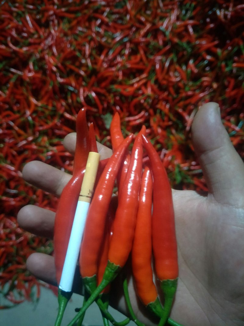 精品朝天椒小米辣
