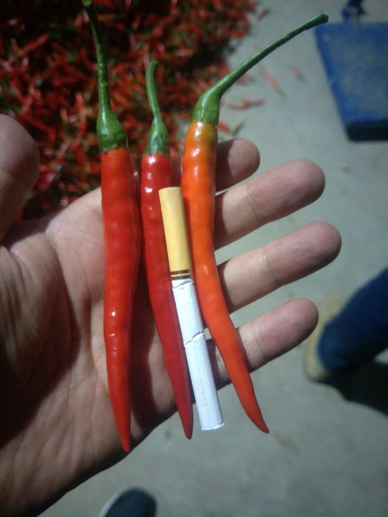 精品朝天椒小米辣