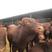 利木赞牛一年长2000斤放养圈养都可以全国送货