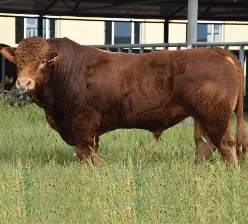 利木赞牛一年长2000斤放养圈养都可以全国送货