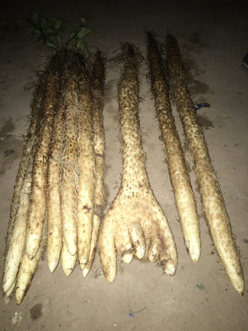 麻山药，沙地条形好，口感好，甜面糯