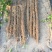 麻山药，沙地条形好，口感好，甜面糯