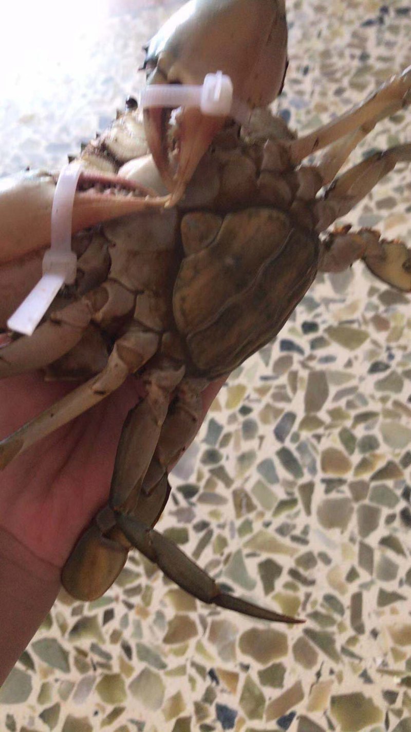 锯缘青蟹红膏蟹季节性好物推荐肉质鲜美，都是过冬老膏蟹