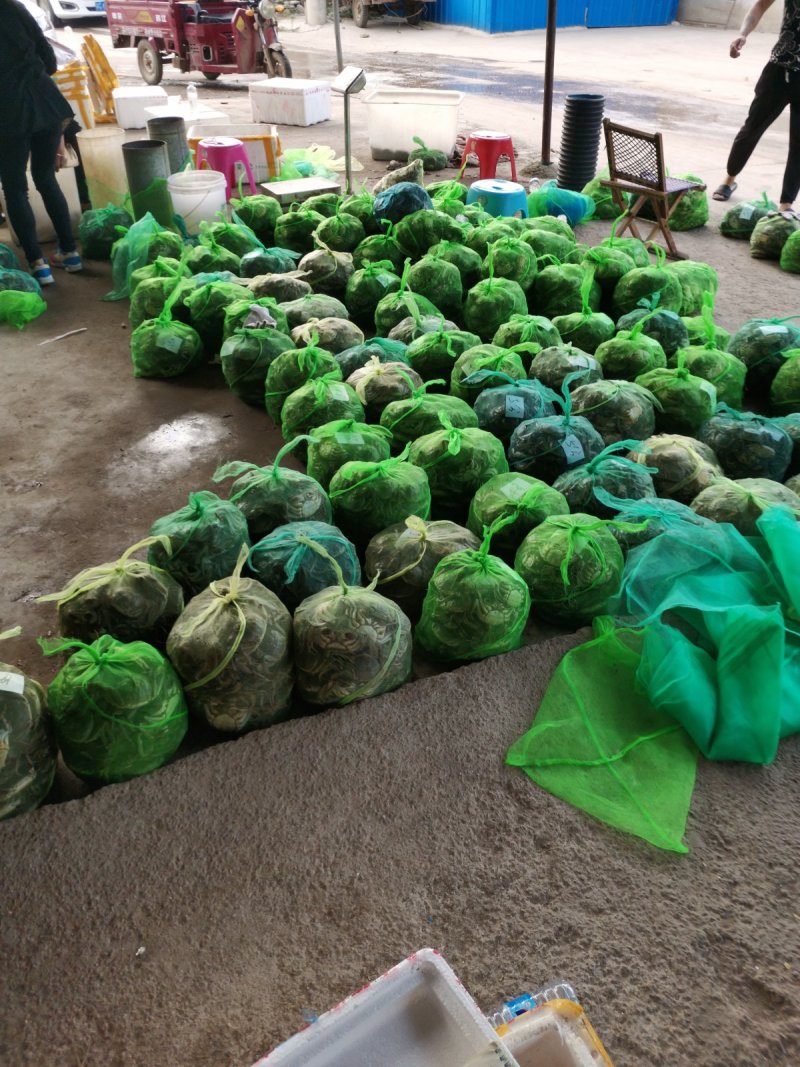 微山湖大闸蟹
