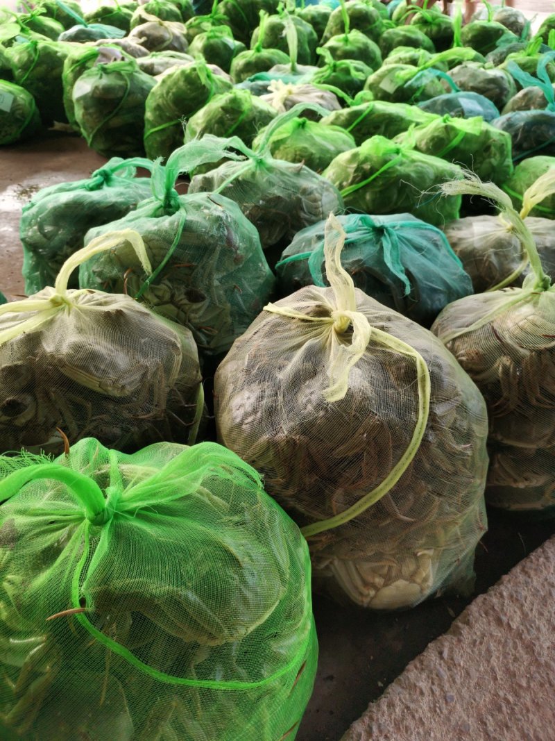 微山湖大闸蟹