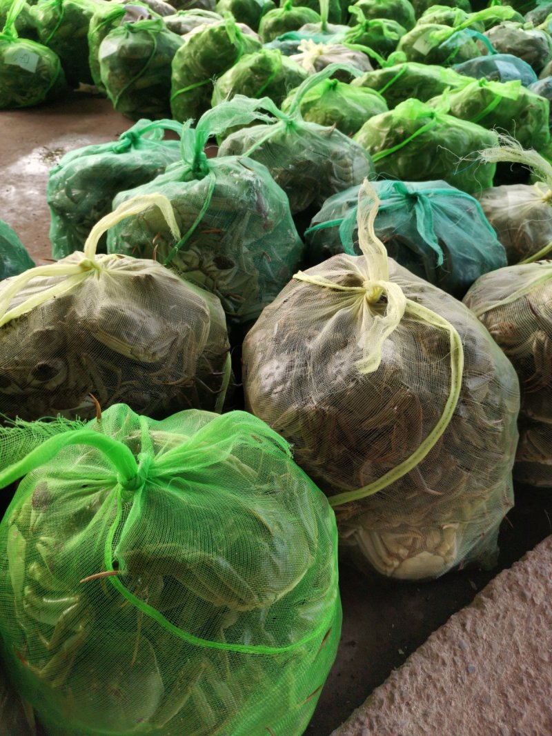 微山湖大闸蟹