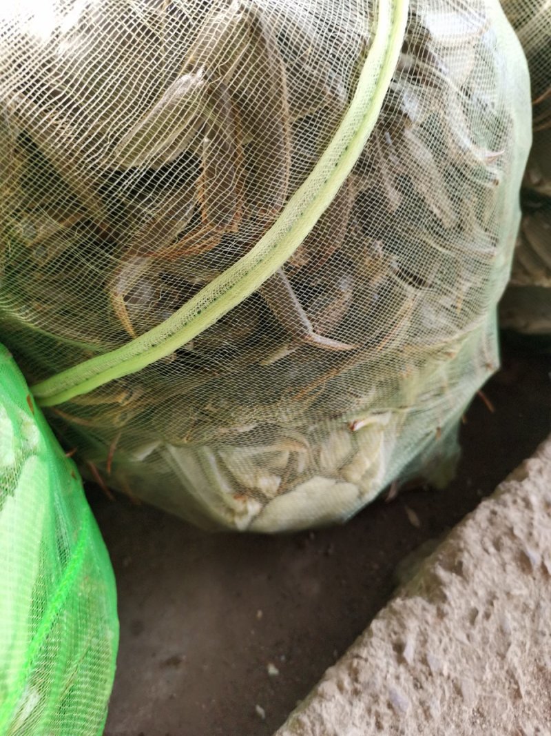 微山湖大闸蟹