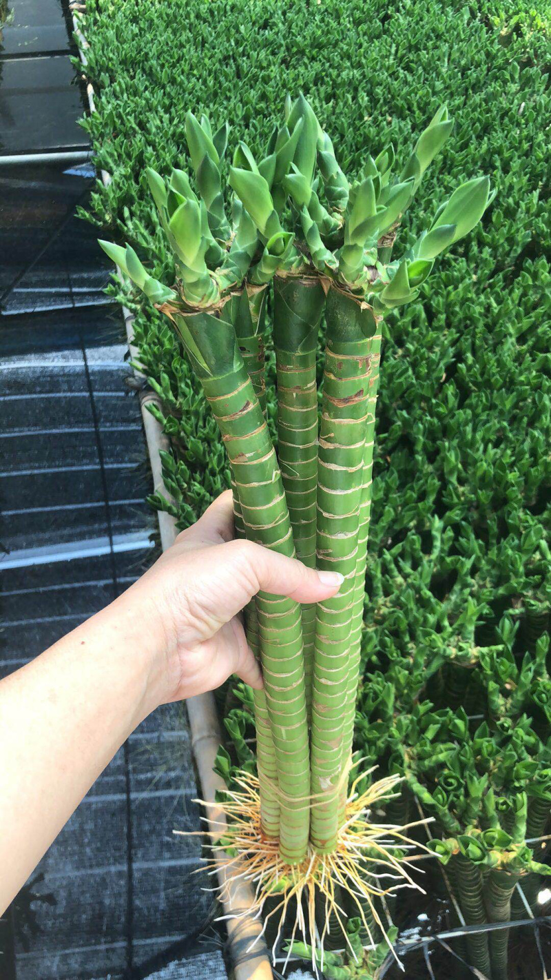 龙竹，简称罗汉竹，