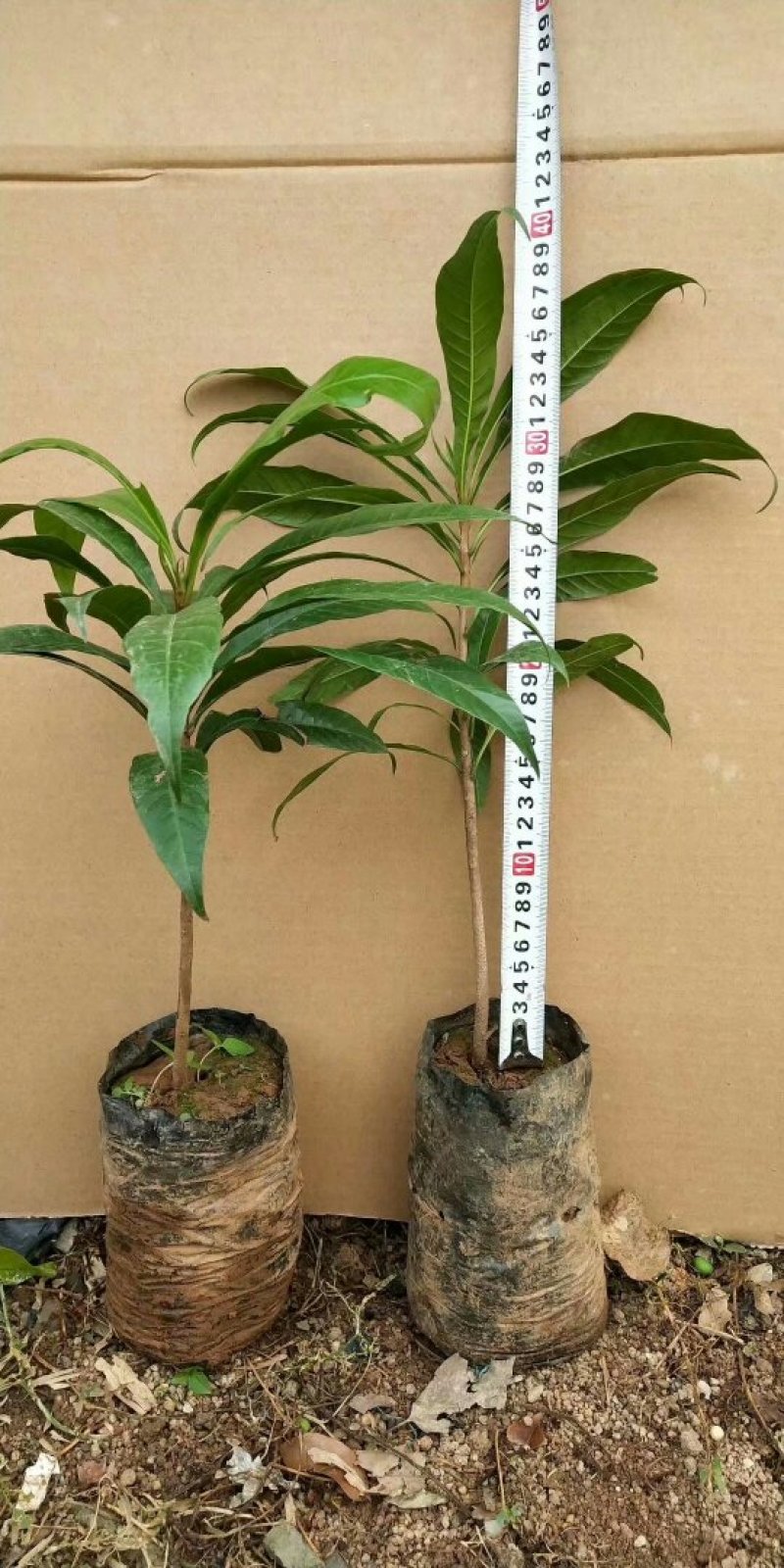 黄蛋果苗正宗鸡蛋果树苗蛋黄果树苗名贵仙桃水果树苗盆栽地栽