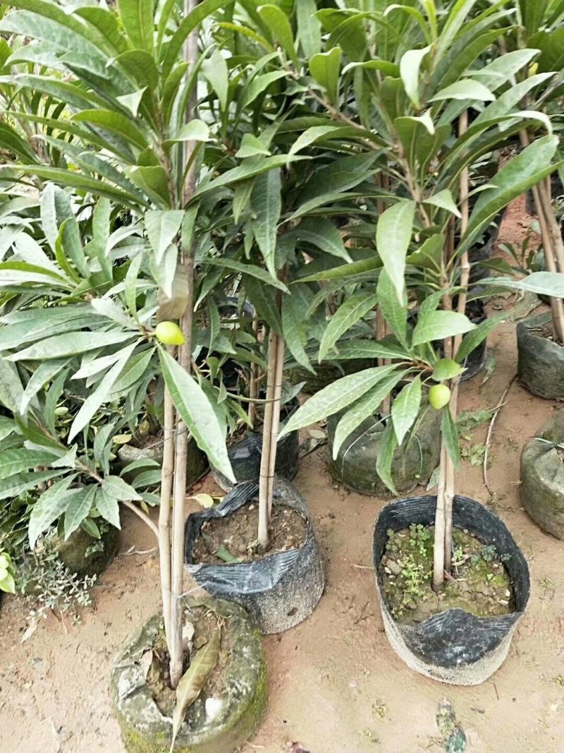 黄蛋果苗正宗鸡蛋果树苗蛋黄果树苗名贵仙桃水果树苗盆栽地栽