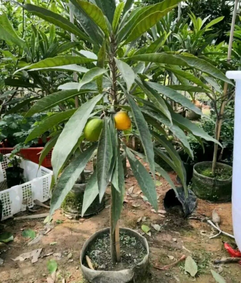 黄蛋果苗正宗鸡蛋果树苗蛋黄果树苗名贵仙桃水果树苗盆栽地栽