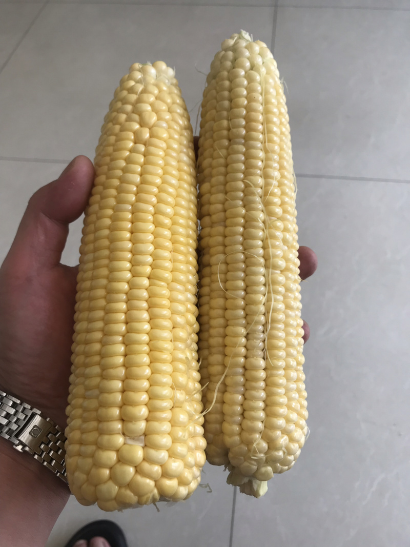 先锋6号甜玉米