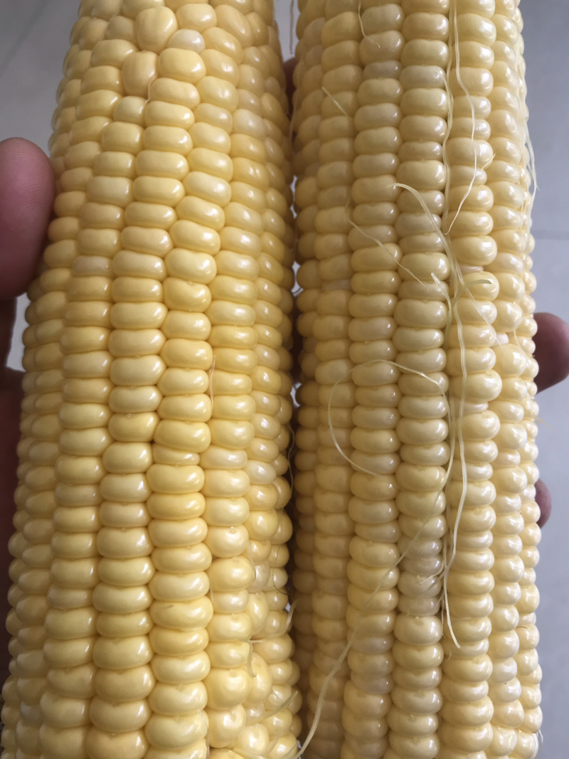 先锋6号甜玉米