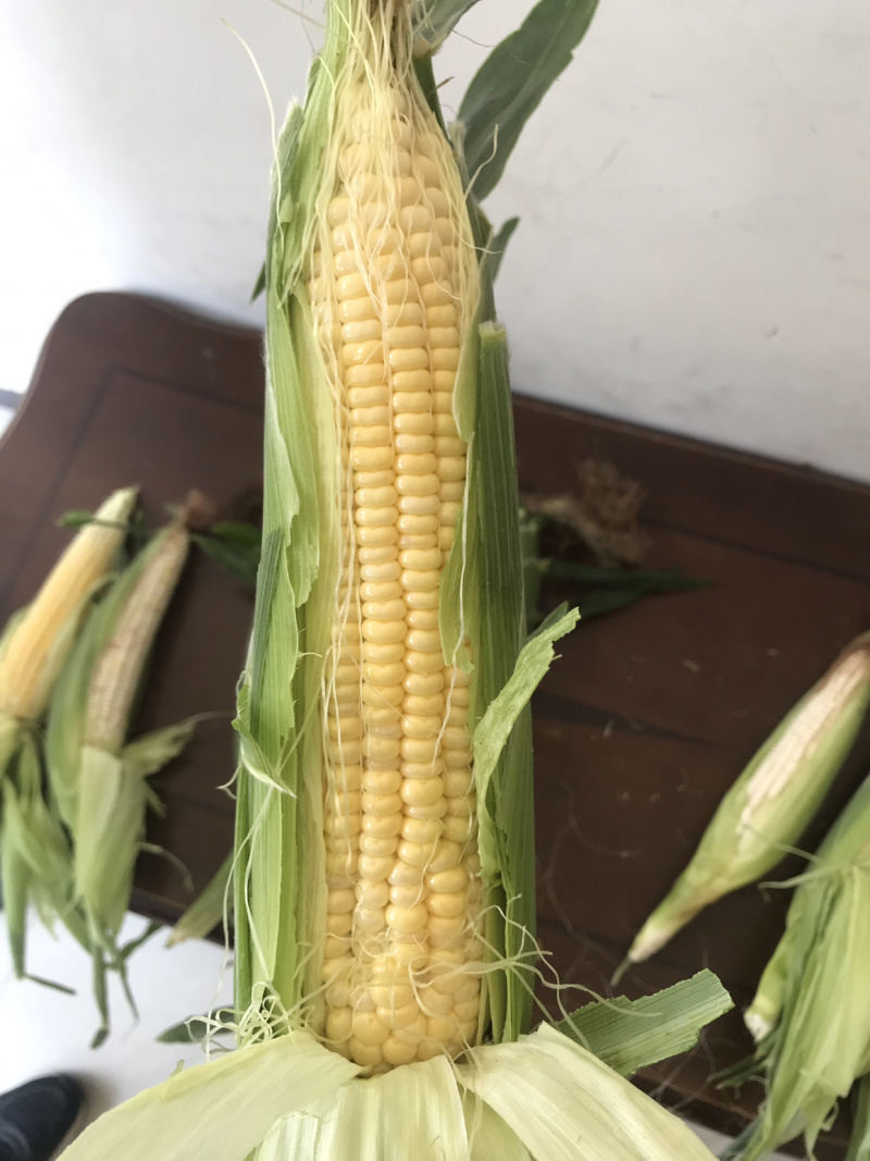 先锋6号甜玉米