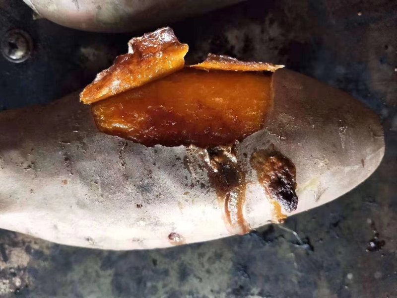 唐山滦南烟薯