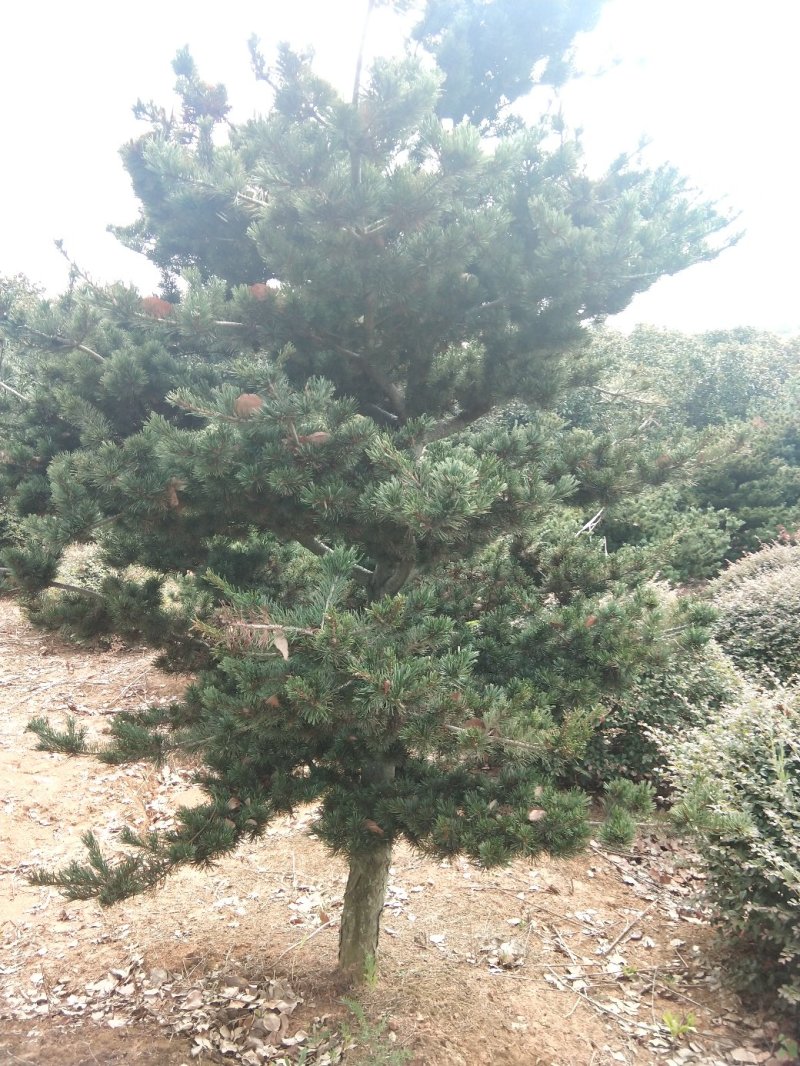 五针松