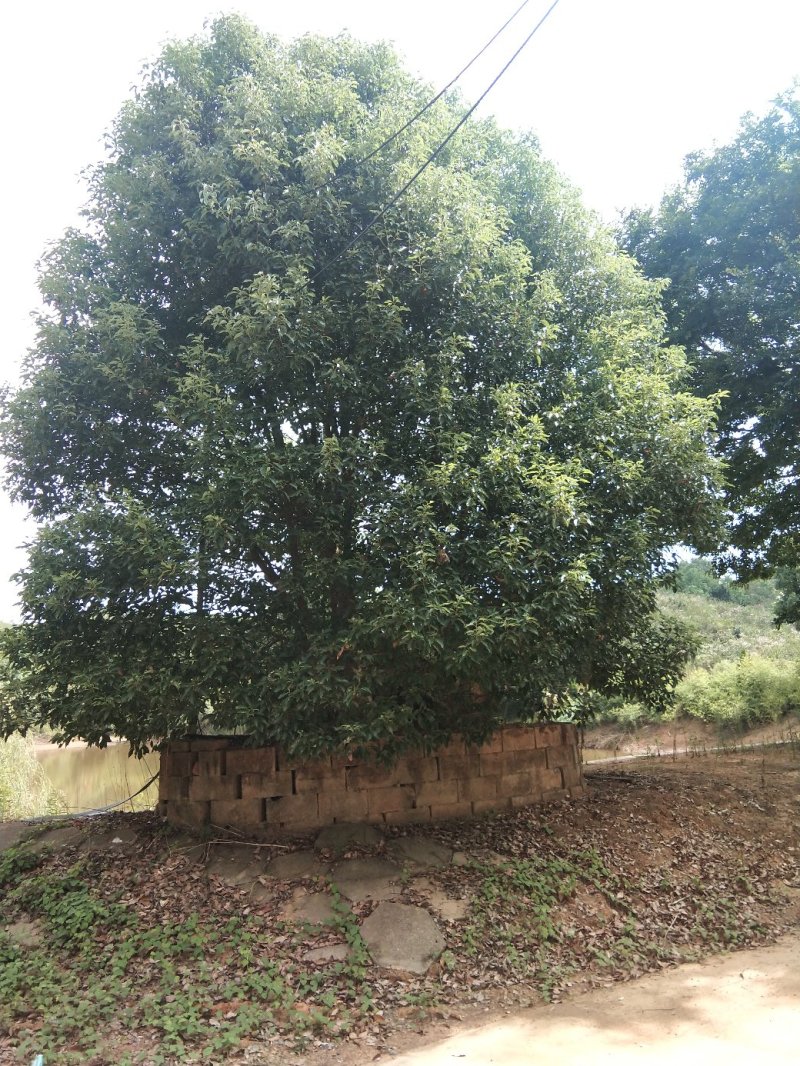 五针松