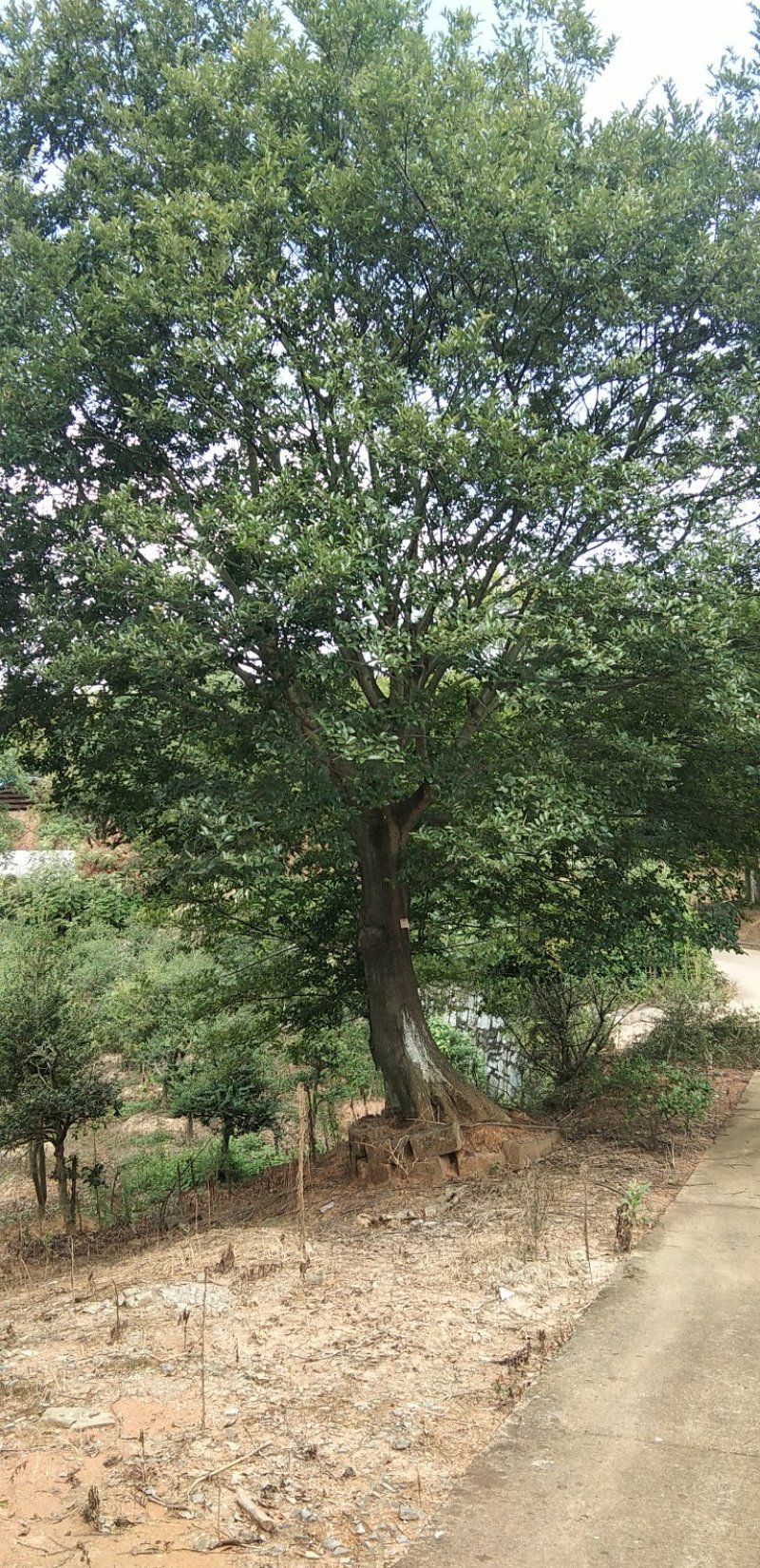 朴树