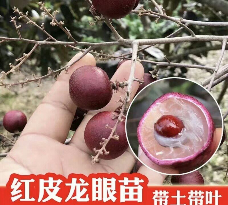 泰国红皮龙眼苗无核龙眼苗树嫁接石硖储良四季龙眼